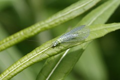 Chrysopa chi