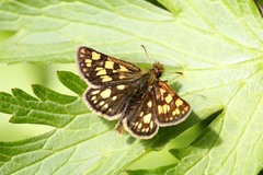 Carterocephalus skada skada