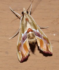 Agathodes monstralis