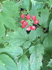 Actaea rubra rubra