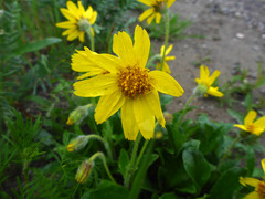 Arnica griscomii