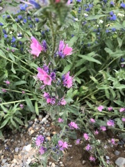 Echium vulgare