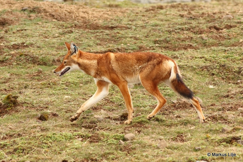 Canis simensis, Bale, Oromia, Ethiopia, by markuslilje