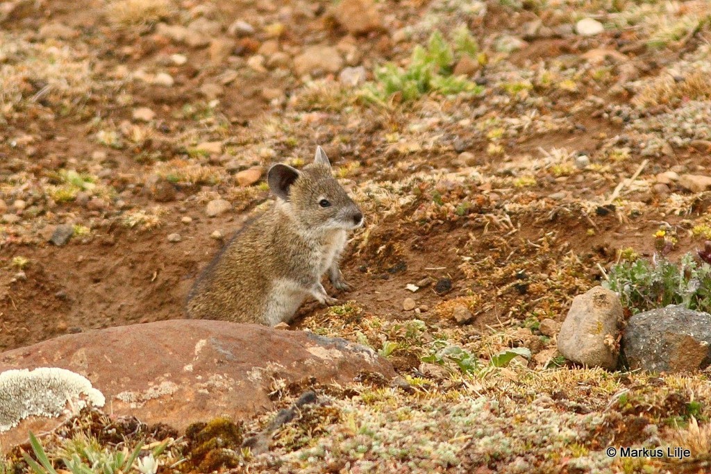 Brush-furred Rats