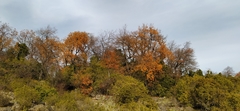 Nothofagus macrocarpa