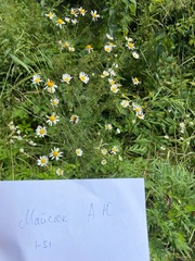 Tripleurospermum inodorum