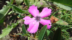 Dianthus pavonius