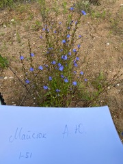 Cichorium intybus