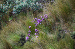 Gentianella foliosa