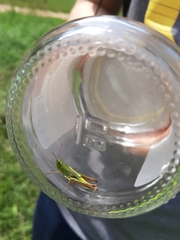 Pseudochorthippus parallelus