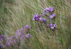 Gentianella foliosa