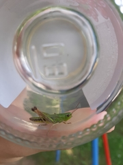 Pseudochorthippus parallelus