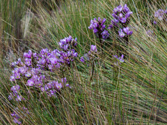 Gentianella foliosa