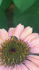 Lasioglossum pectorale