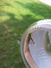 Pseudochorthippus parallelus