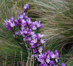 Gentianella foliosa