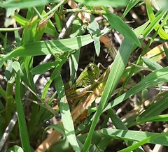 Pseudochorthippus parallelus