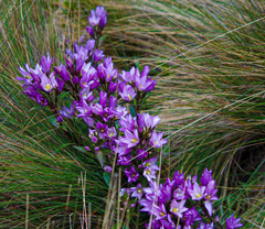 Gentianella foliosa
