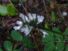 Astragalus eucosmus