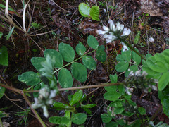 Astragalus eucosmus