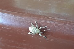 Curculio