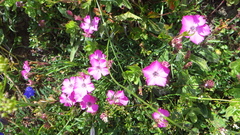 Dianthus pavonius
