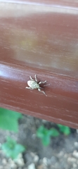 Curculio