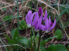 Primula frigida