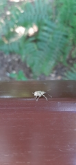 Curculio