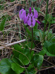 Primula frigida