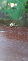 Curculio