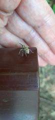 Curculio