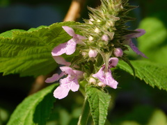 Stachys palustris