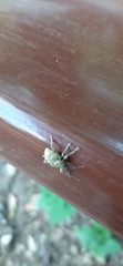 Curculio
