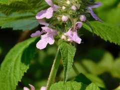 Stachys palustris