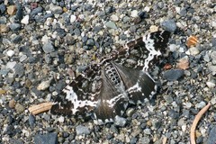 Rheumaptera hastata
