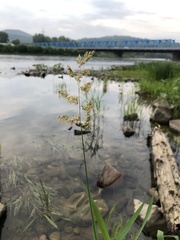 Phalaris arundinacea