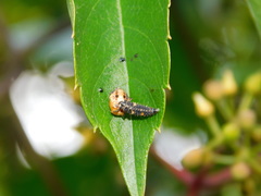 Coccinella septempunctata
