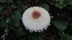 Leucoagaricus nympharum
