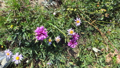 Betonica hirsuta