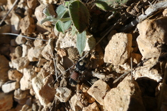 Ronisia
