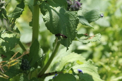 Choerades fuliginosa