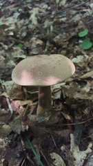 Tylopilus indecisus
