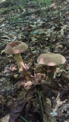 Tylopilus indecisus