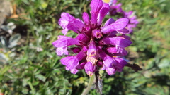 Betonica hirsuta