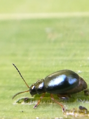 Aphthona nonstriata