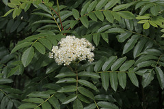 Sorbus sitchensis
