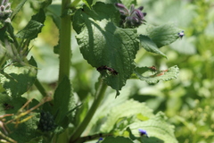 Choerades fuliginosa