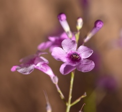 Penstemon ambiguus