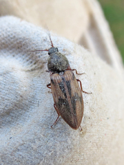 Stropenron hieroglyphica